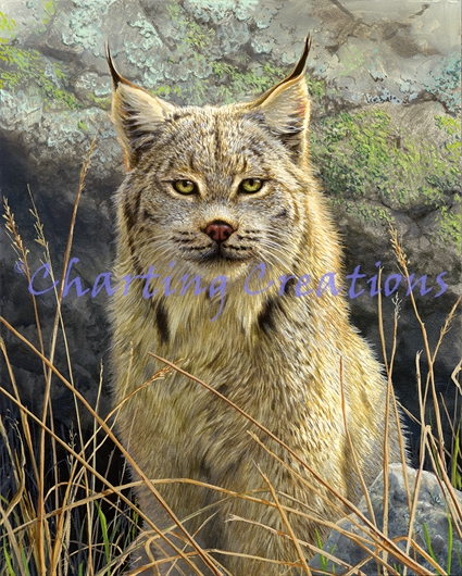 Lynx Portrait